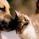 Novas vagas para castração gratuita de cães e gatos serão abertas pelo Agenda-DF Novas vagas para castração gratuita de cães e gatos serão abertas pelo Agenda-DF