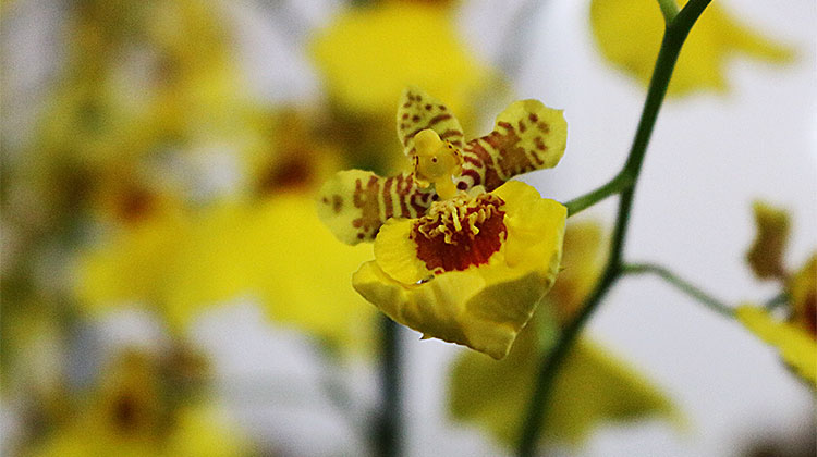 Depois de quatro anos, DF recebe a 8ª FestFlor Brasil Depois de quatro anos, DF recebe a 8ª FestFlor Brasil