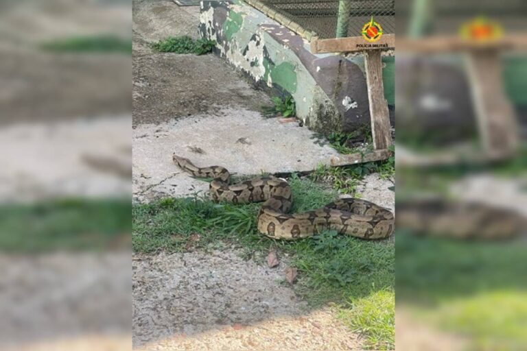 Asa Sul: cobra de 2,2 metros é achada em estacionamento de faculdade