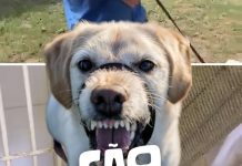 Abandono Animal no Brasil: A Dor Silenciosa que Podemos Evitar